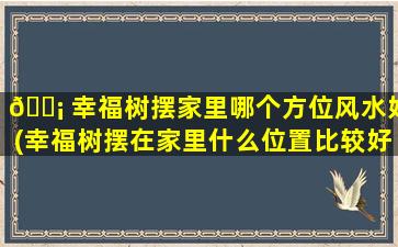 🐡 幸福树摆家里哪个方位风水好(幸福树摆在家里什么位置比较好)